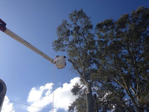 A person is cutting a tree with a crane.