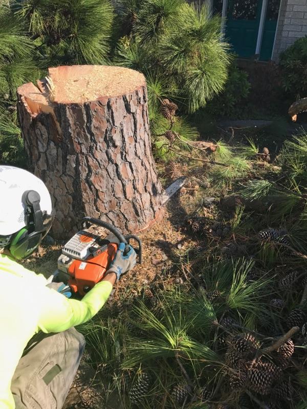 A man is cutting a tree stump with a chainsaw.