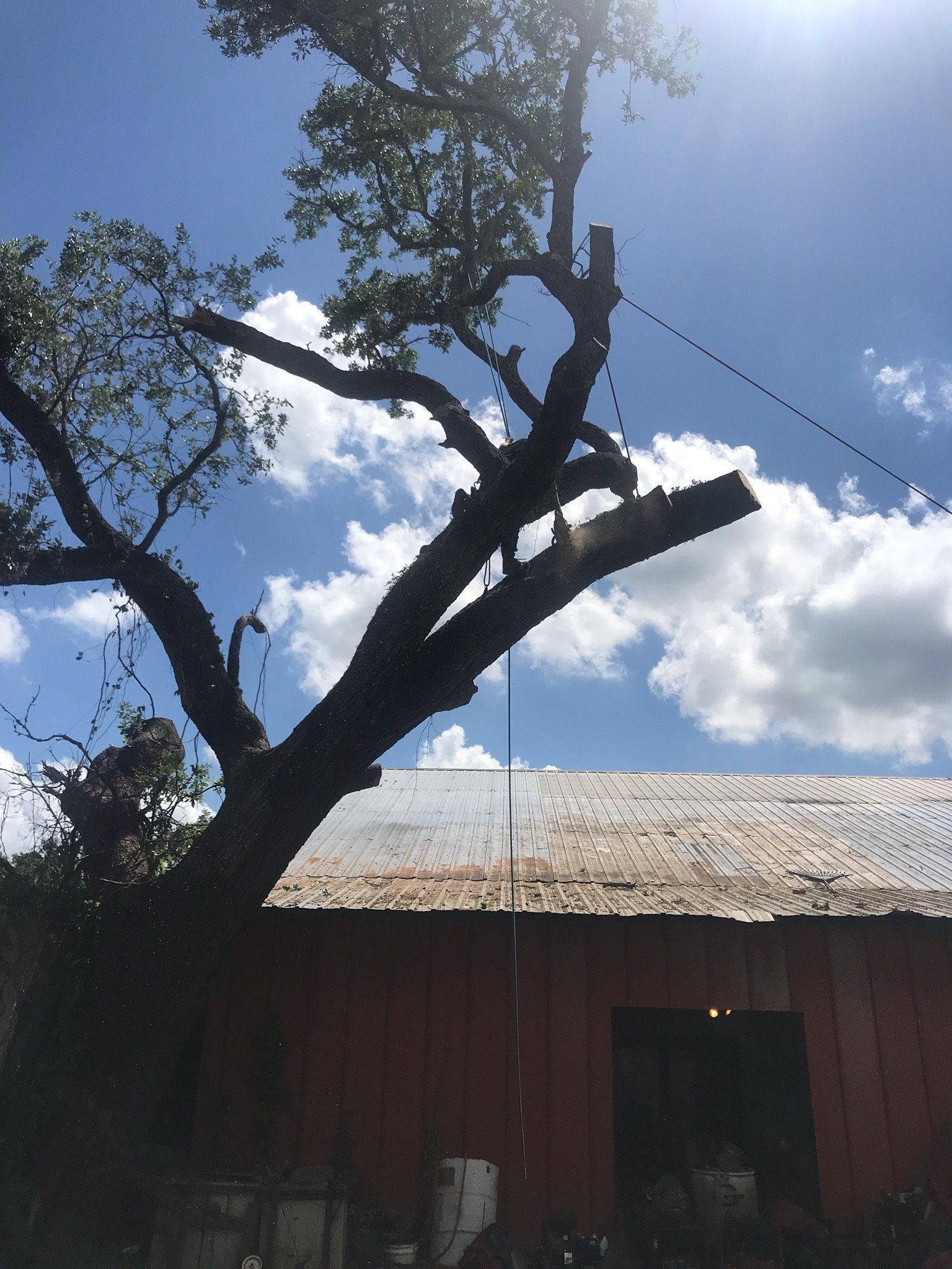 A tree is silhouetted against a blue sky with clouds