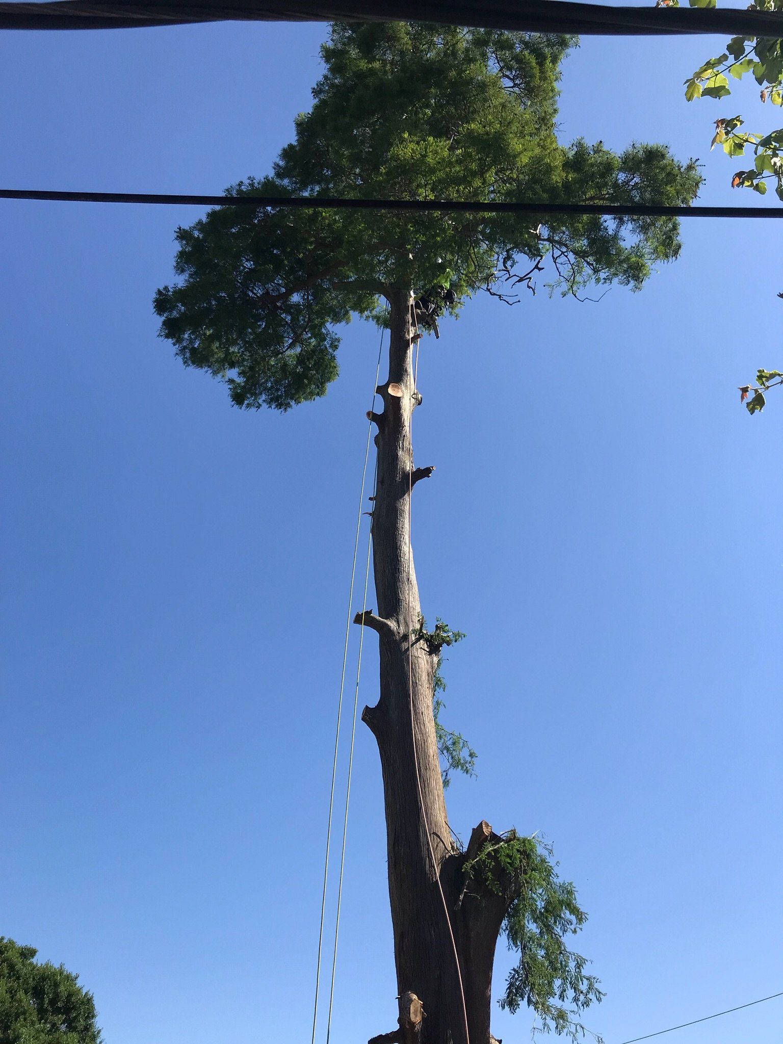 A tree with a blue sky in the background Metairie LA Tree service