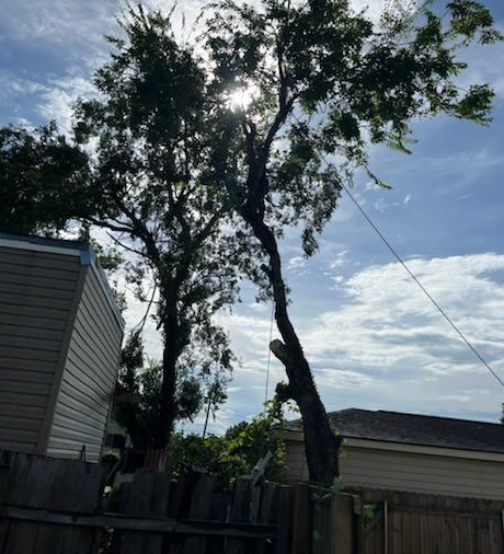 The sun is shining through the branches of a tree