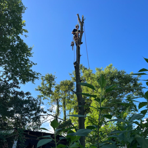A man is climbing a tree with a blue sky in the background