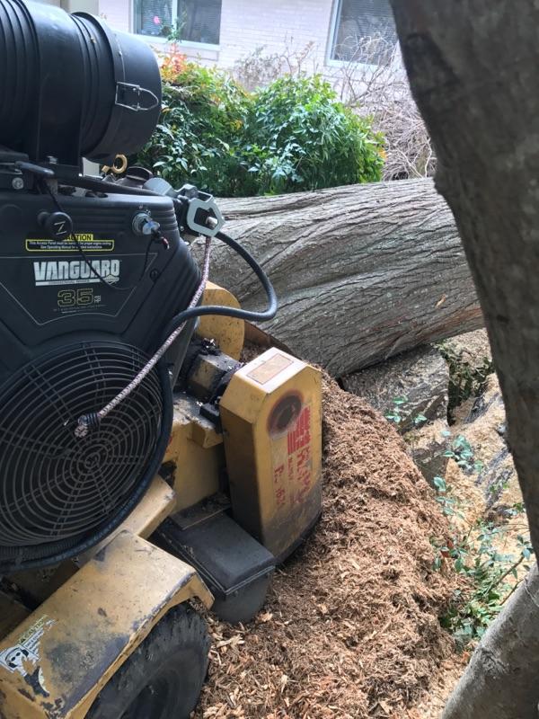 A vanguard engine is sitting next to a tree stump.