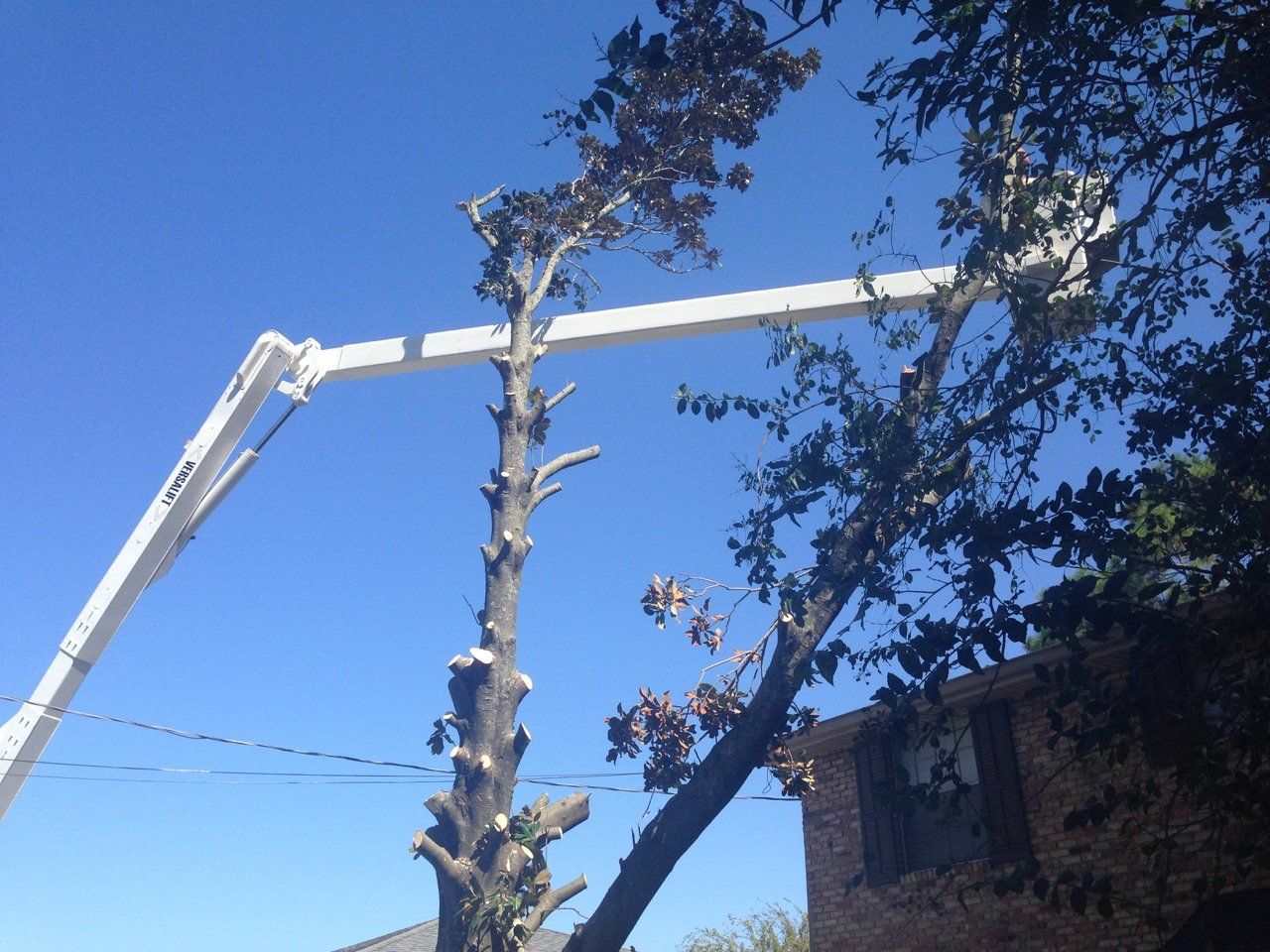 A large tree is being cut down by a crane