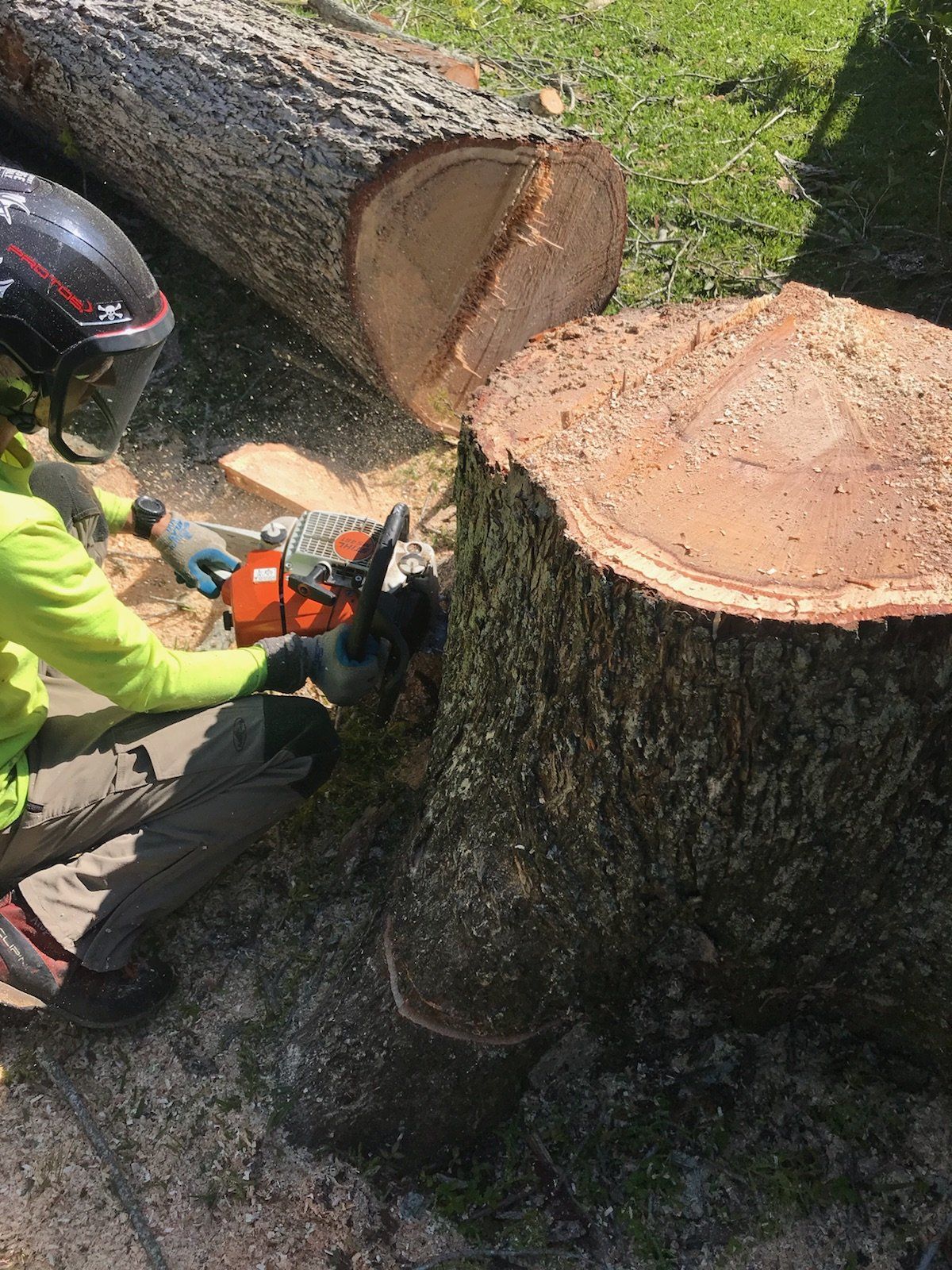 A person is cutting a tree stump with a chainsaw.