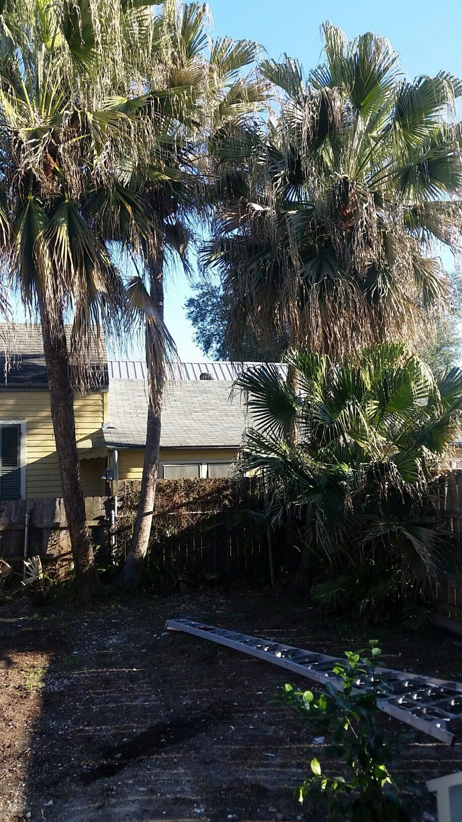 A backyard with palm trees and a house in the background