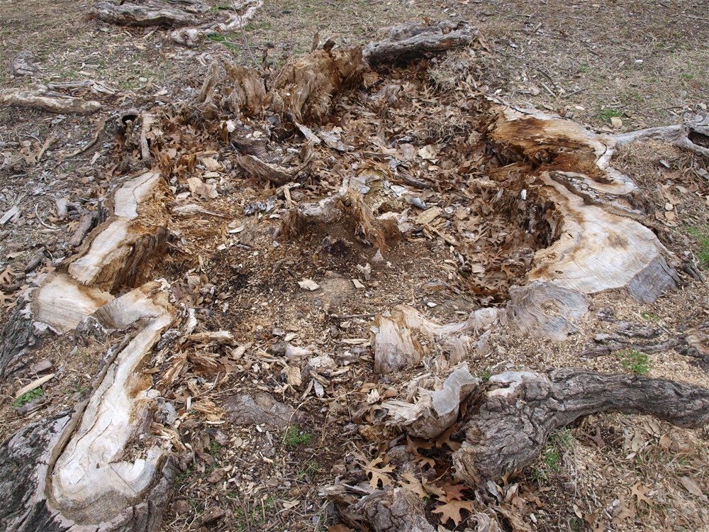 A large tree stump is laying on the ground.