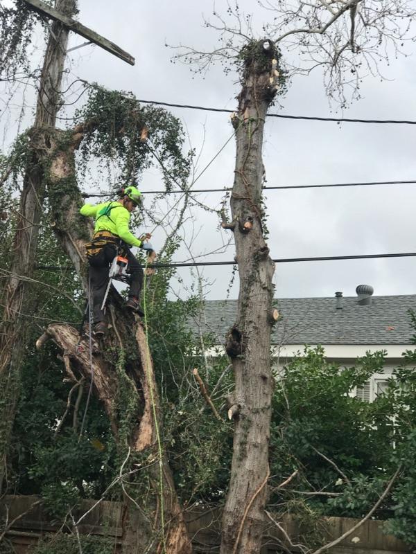 A man is climbing a tree with a chainsaw.
