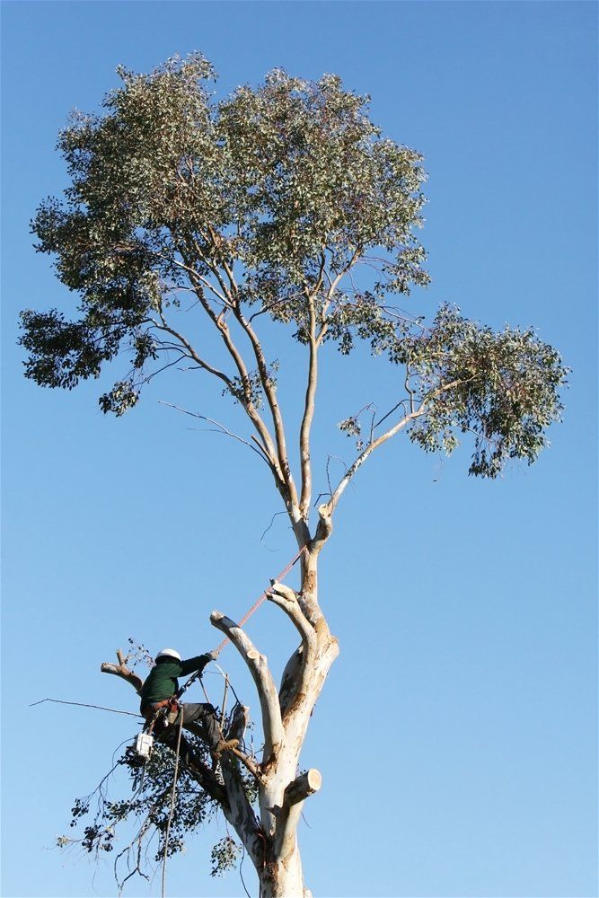 A man is climbing up a tree with a blue sky in the background