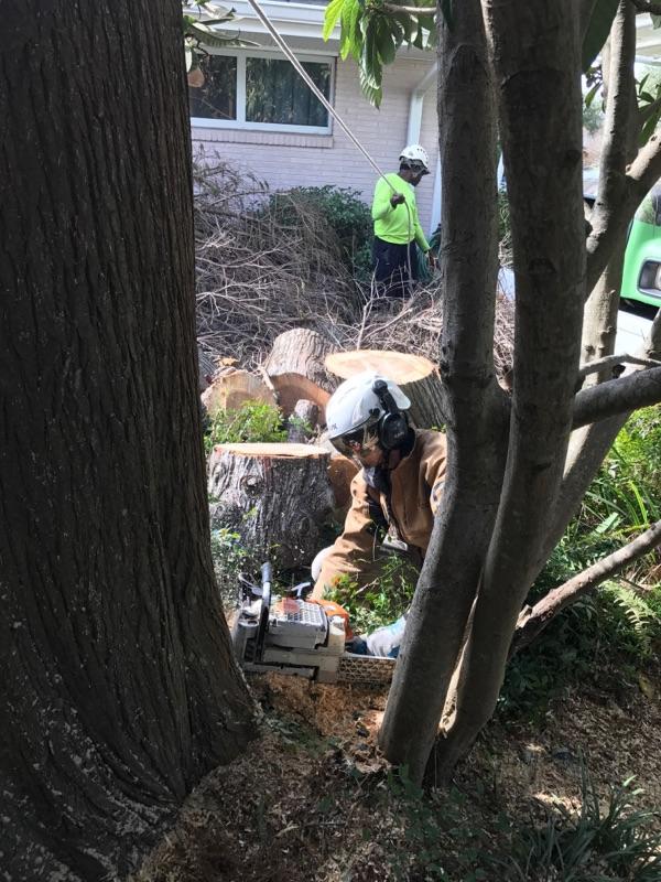 A man is cutting a tree with a chainsaw.