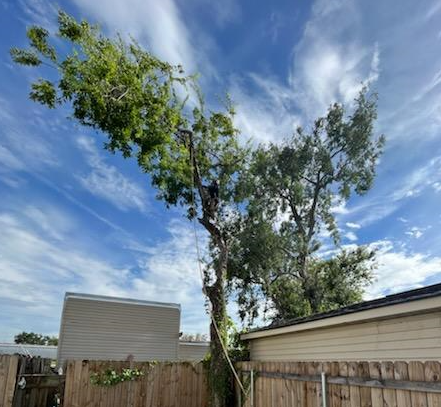A tree is being cut down in front of a house.