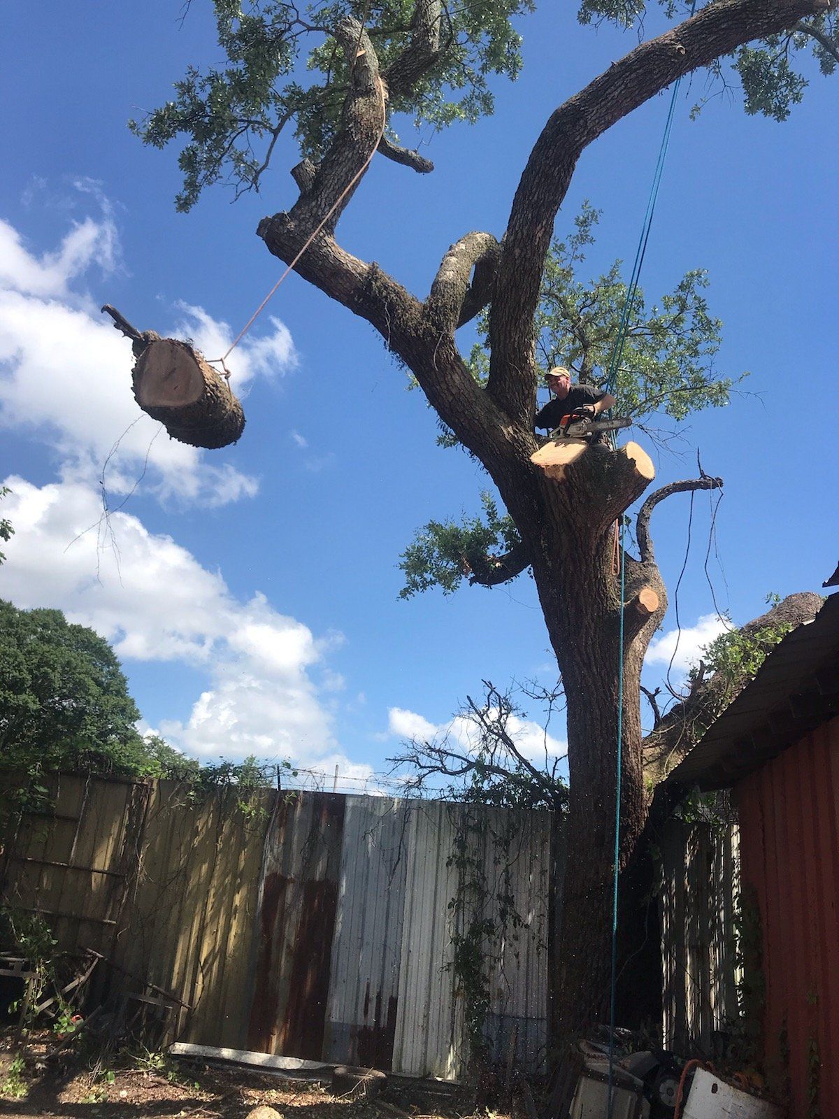 A tree is being cut down in a backyard with a blue sky in the background