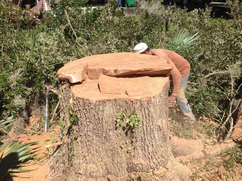 A man is working on a large tree stump