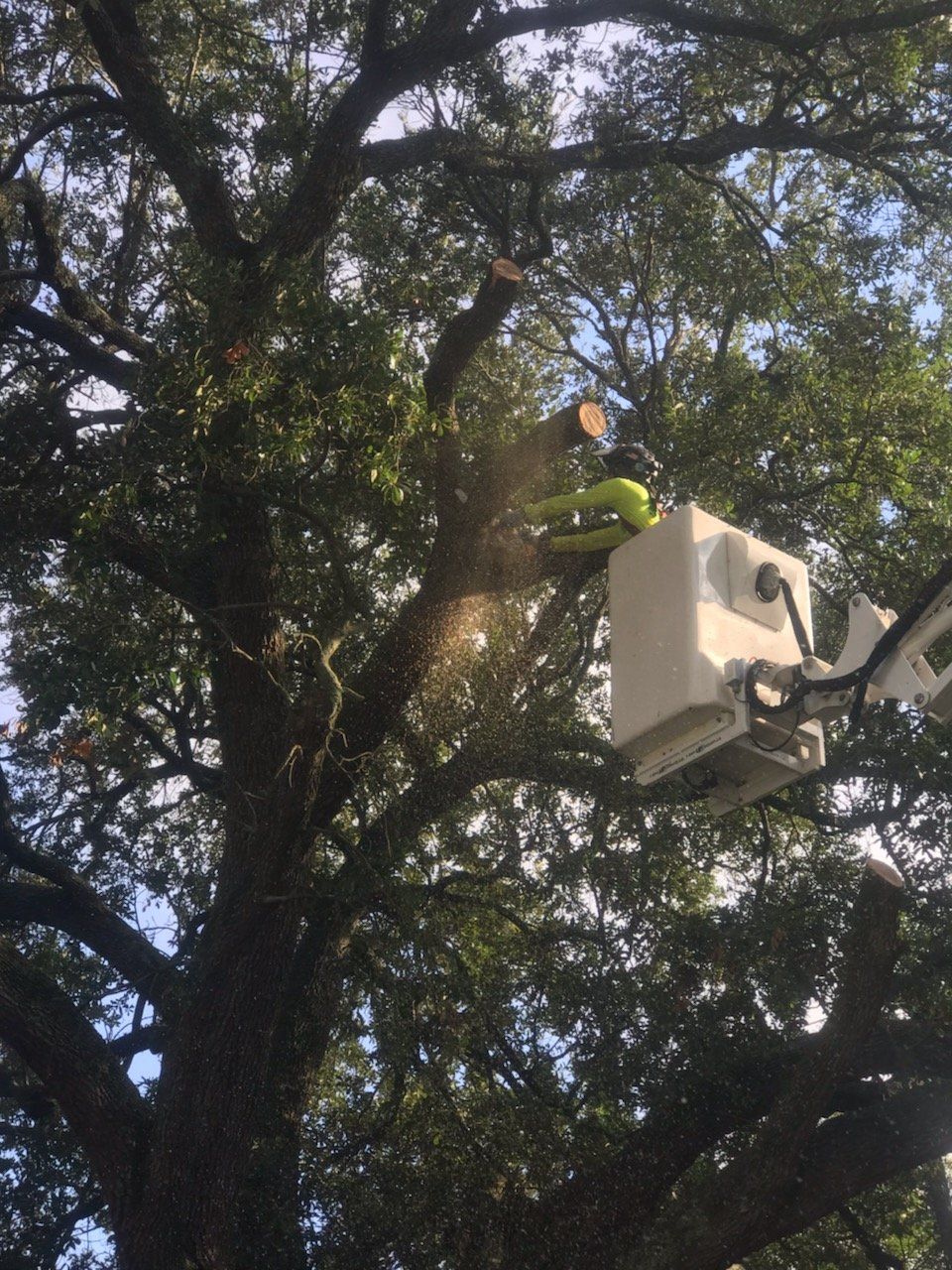 A man in a bucket is cutting a tree.
