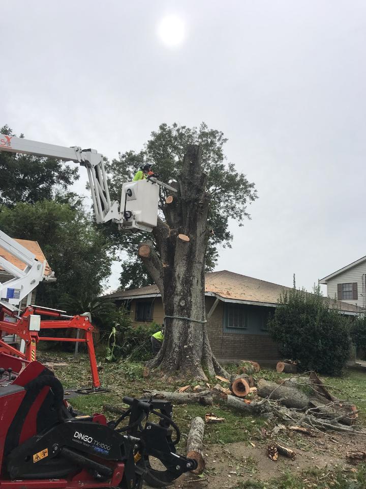 A man in a bucket is cutting a tree in front of a house.