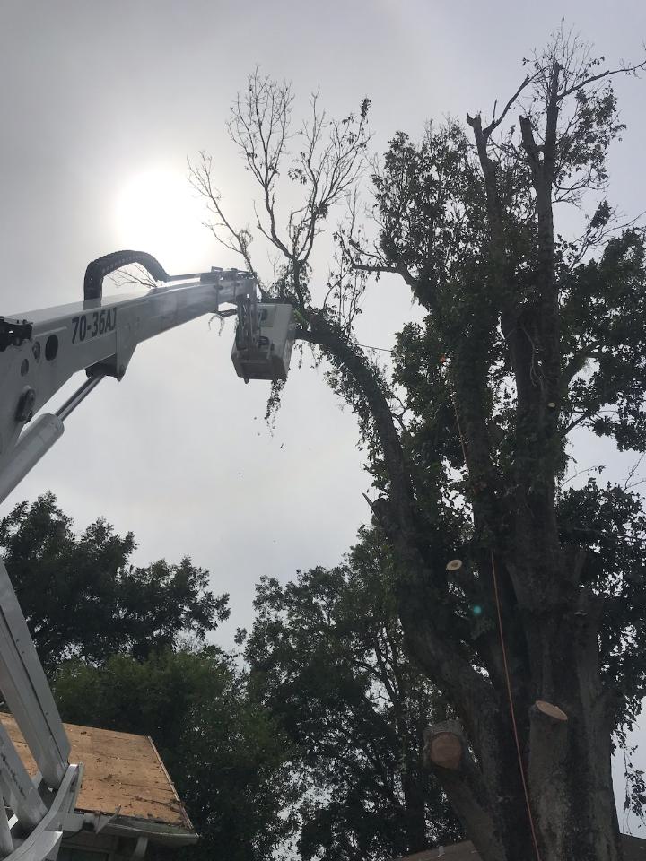 A large tree is being cut down by a crane.