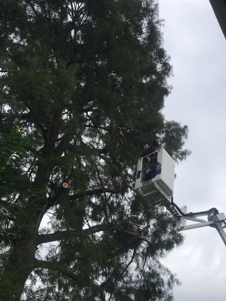 A man in a bucket is cutting a tree.