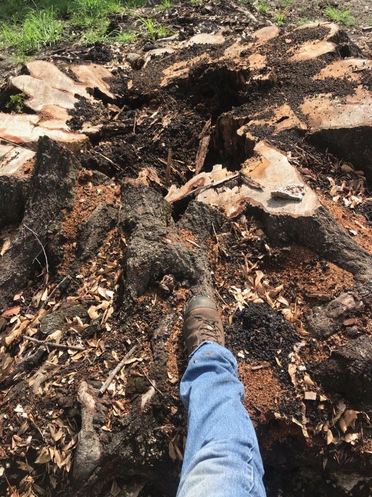 A person 's foot is standing on a large tree stump