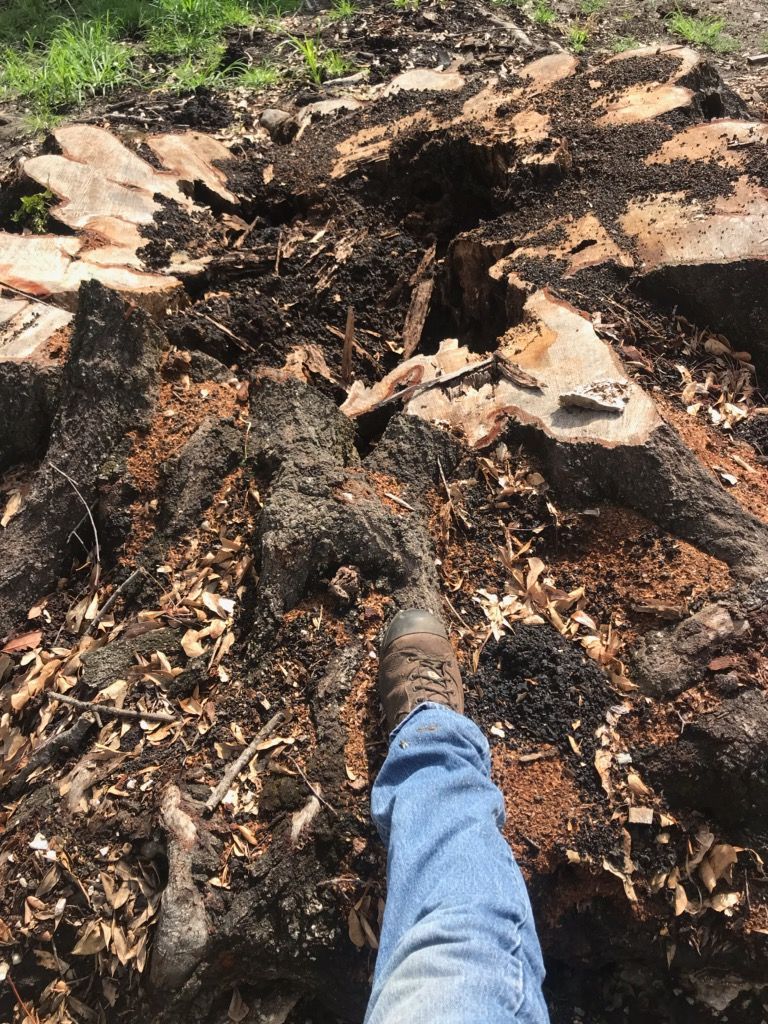 A person 's foot is standing on a large tree stump