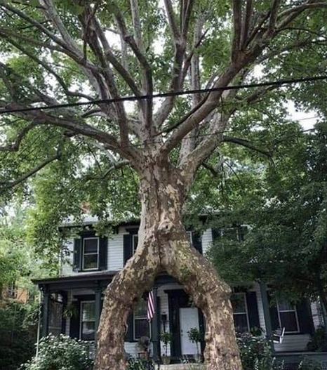 A tree with a hole in it is in front of a house Tree Service Metairie LA