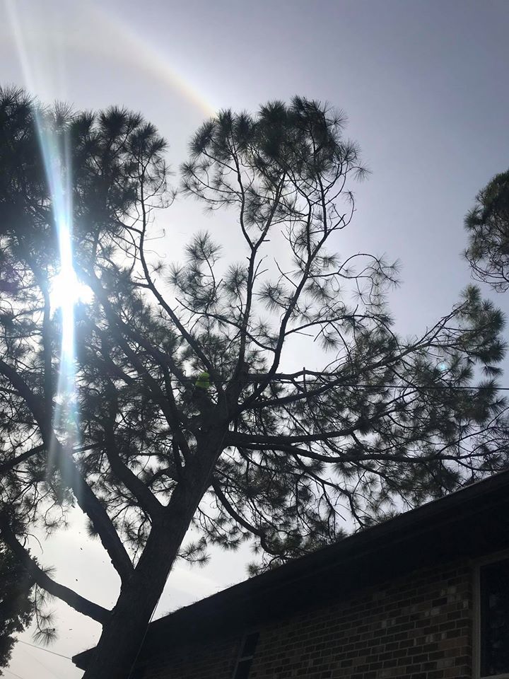 The sun is shining through the branches of a tree