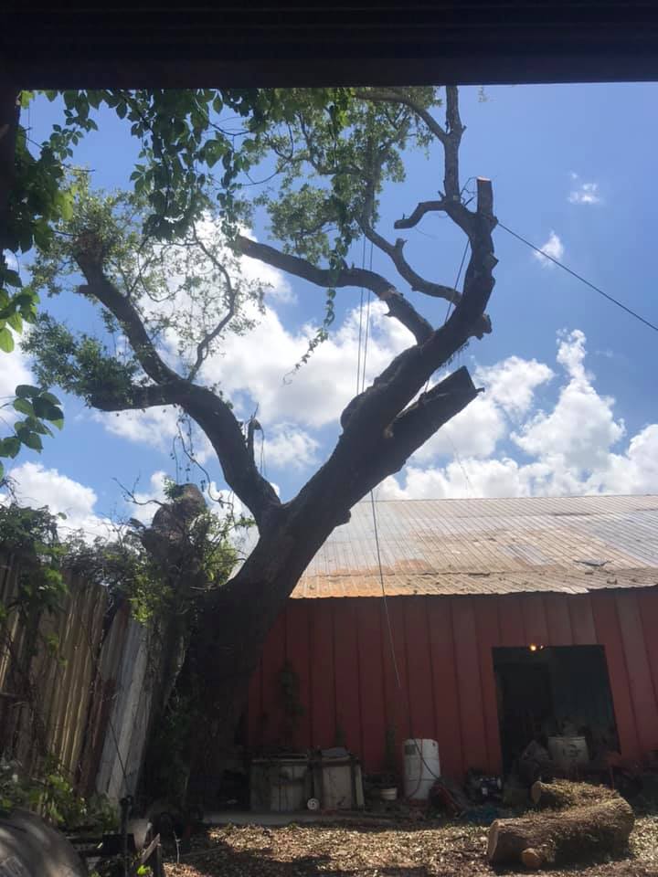 A tree is being cut down in front of a red building