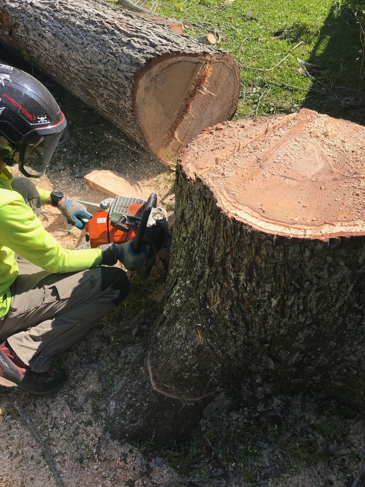 A person is cutting a tree stump with a chainsaw.