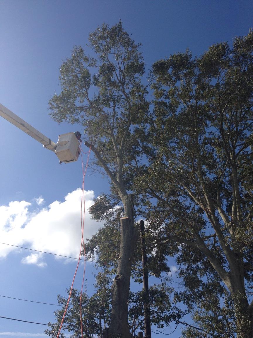 A man in a bucket is cutting a tree Tree Service Metairie LA