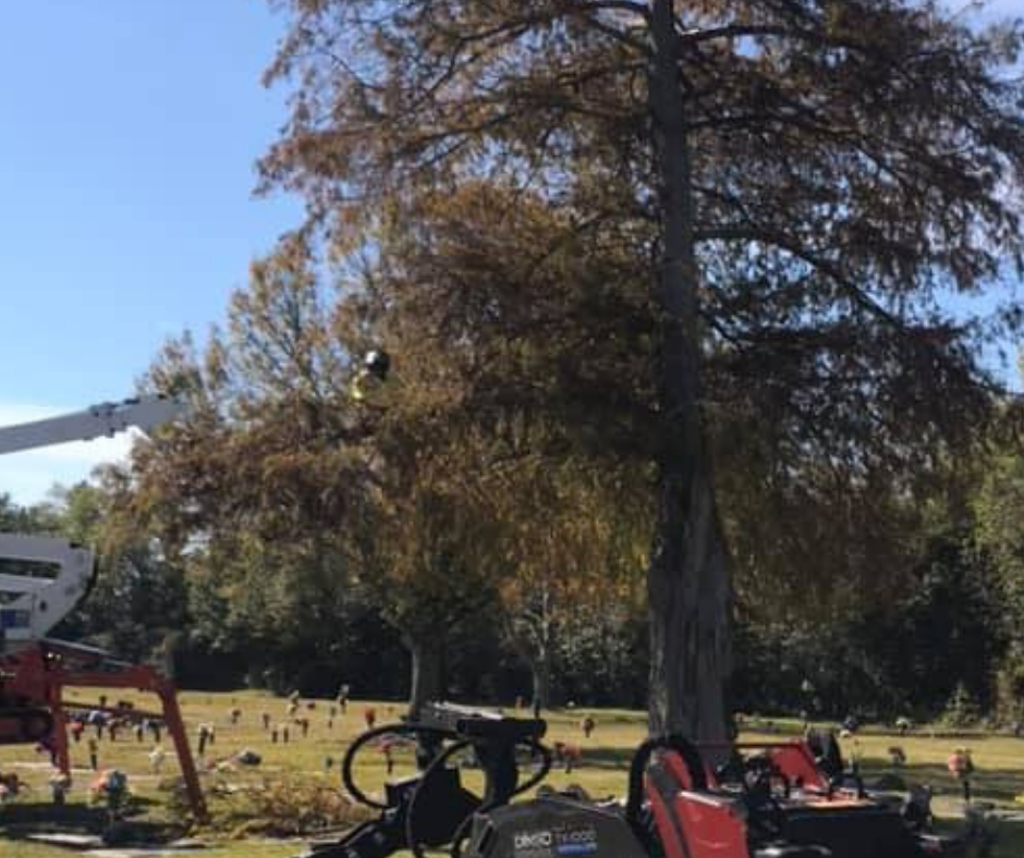 A tree is being cut down by a machine in a park.