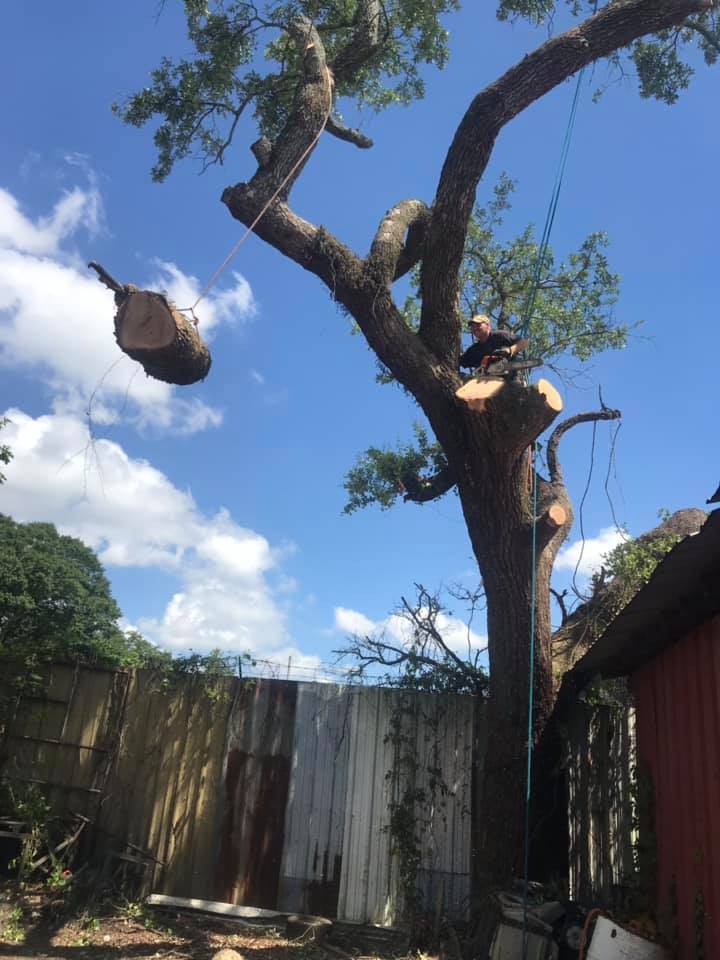 A tree being cut down in a backyard with a blue sky in the background