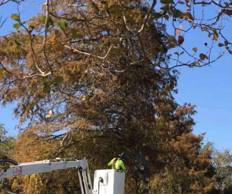 A man in a bucket is cutting a tree.