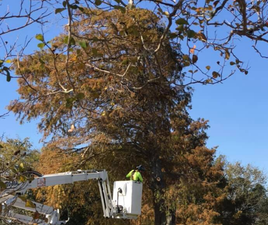 A man in a bucket is cutting a tree