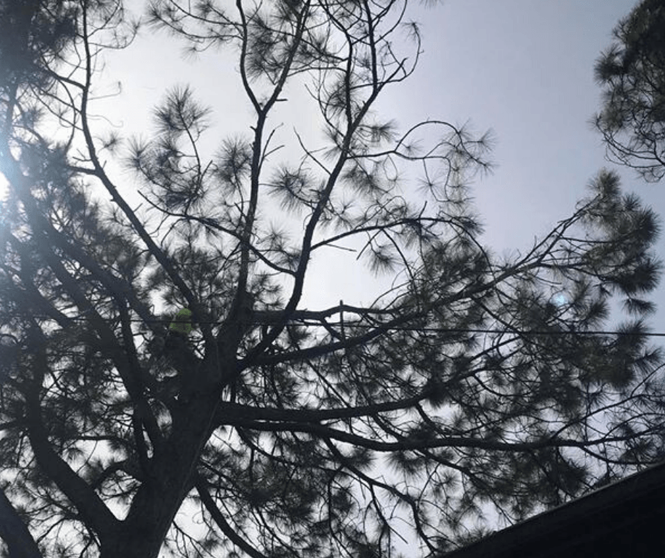 Looking up at a tree with the sun shining through the branches Tree Service Metairie LA