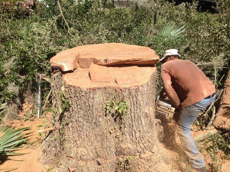 A man is cutting a tree stump with a chainsaw