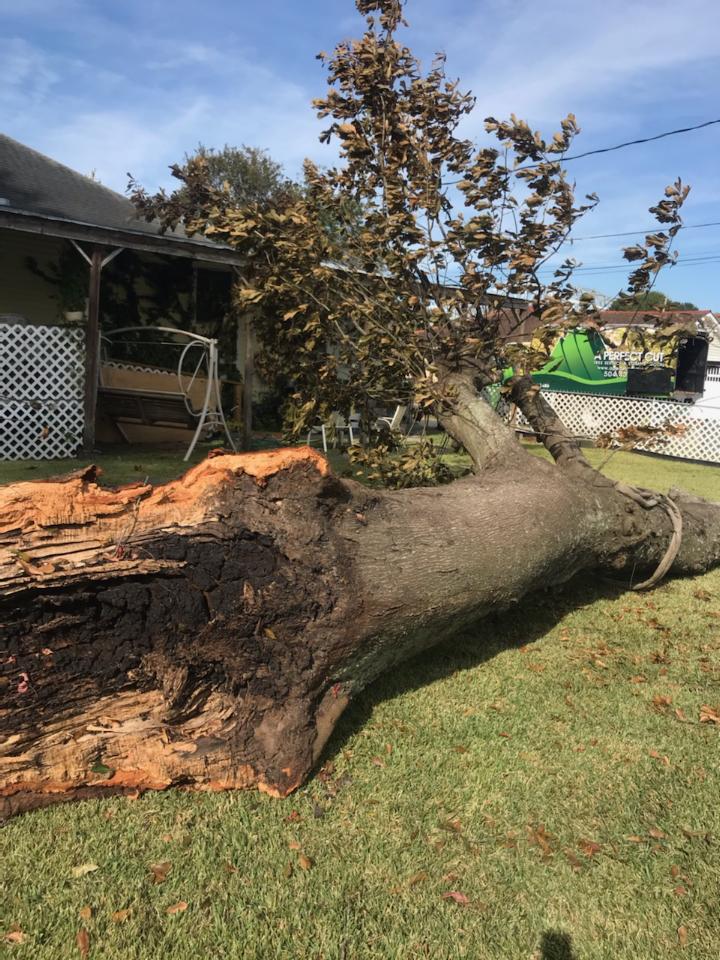 A large tree stump is laying in the grass in front of a house.