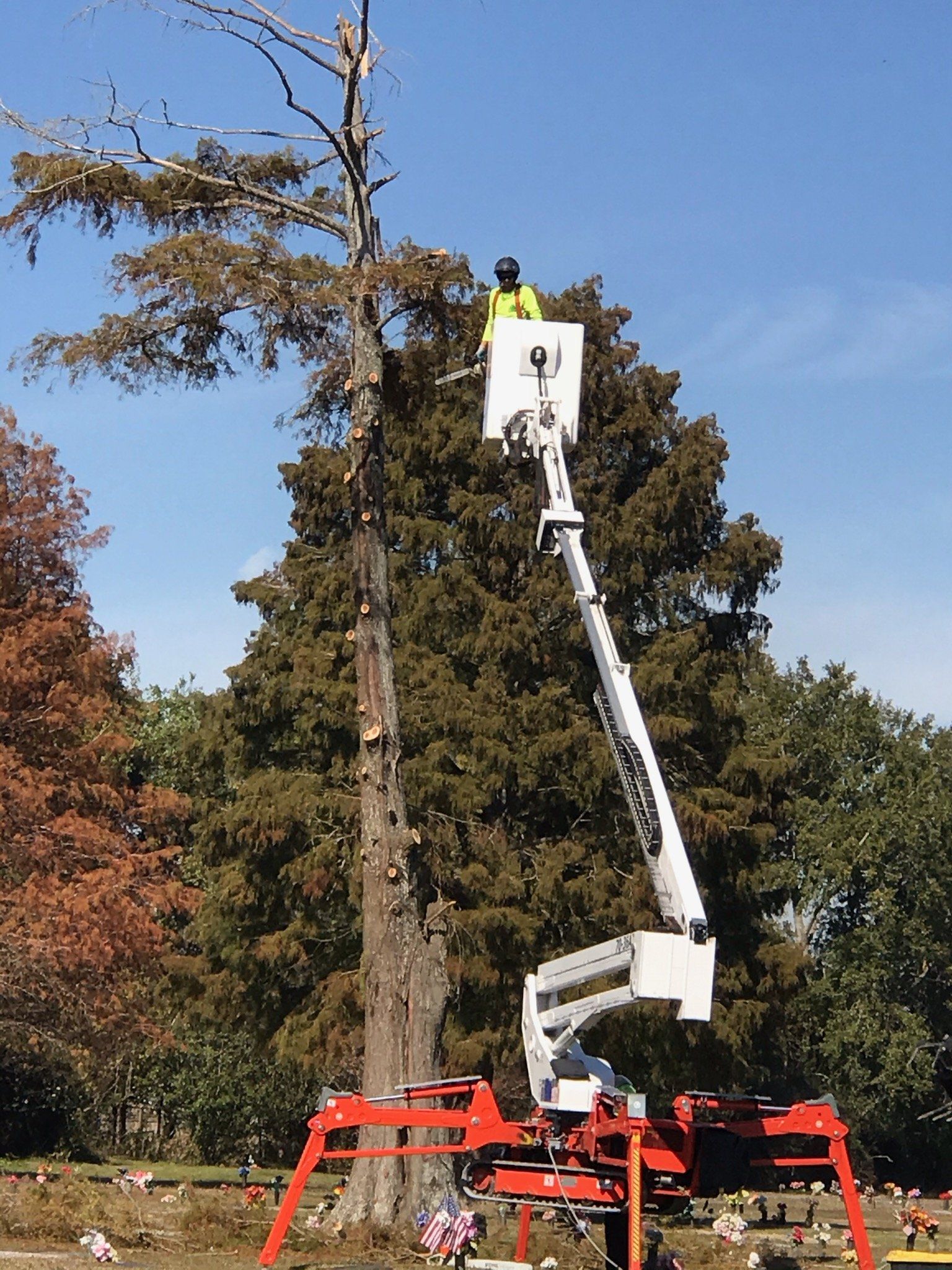 A man in a yellow vest is working on a tree