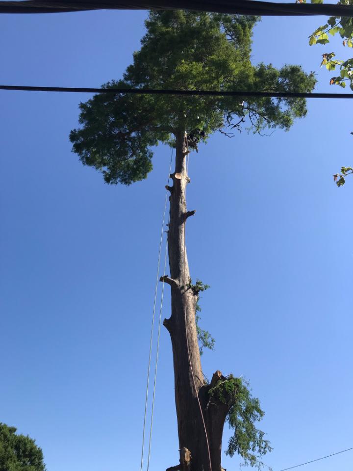 A large tree with a blue sky in the background