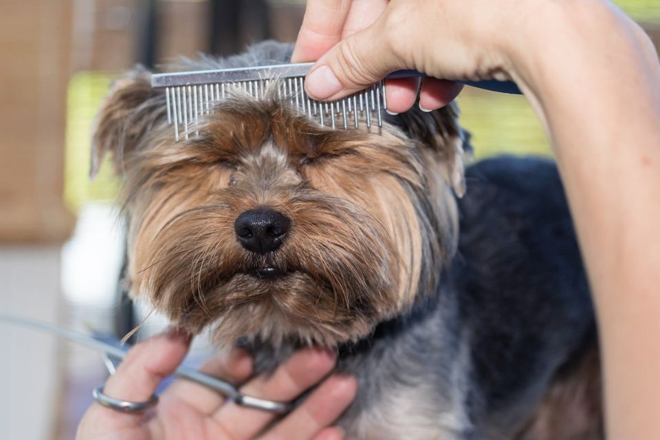 dog grooming by experts