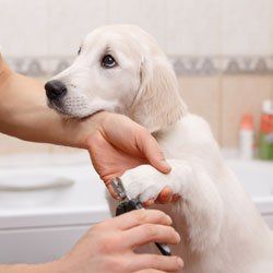 canine nail clipping