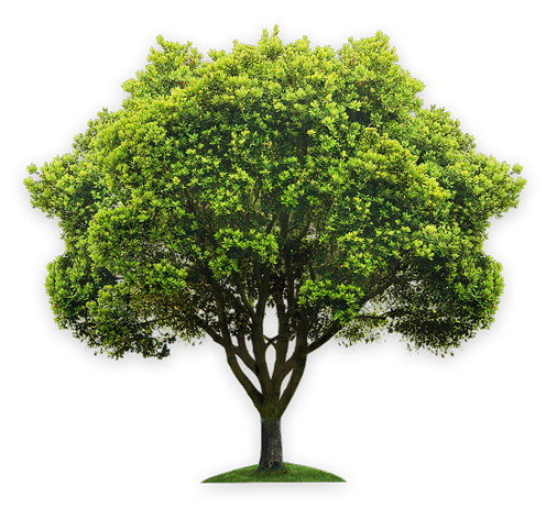 A tree with lots of green leaves on a white background