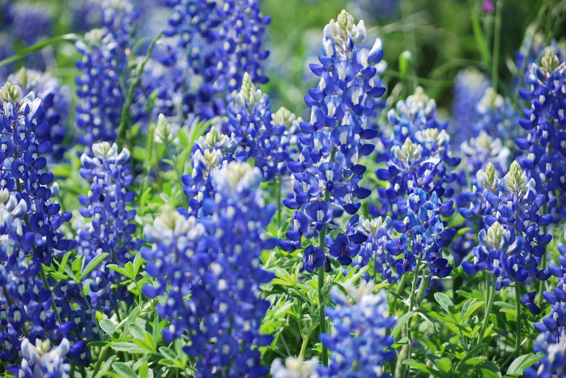 A field of blue and white flowers with green leaves
