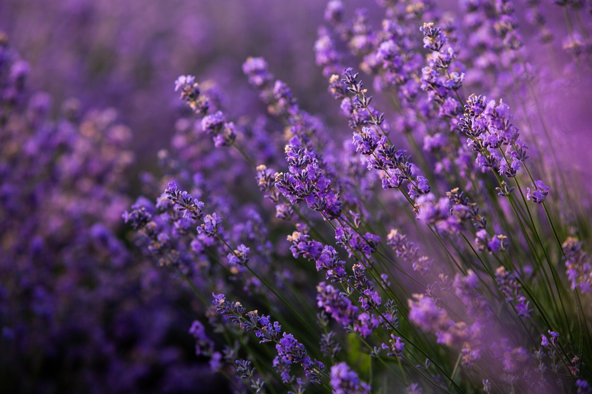 A close up of purple lavender flowers in a field