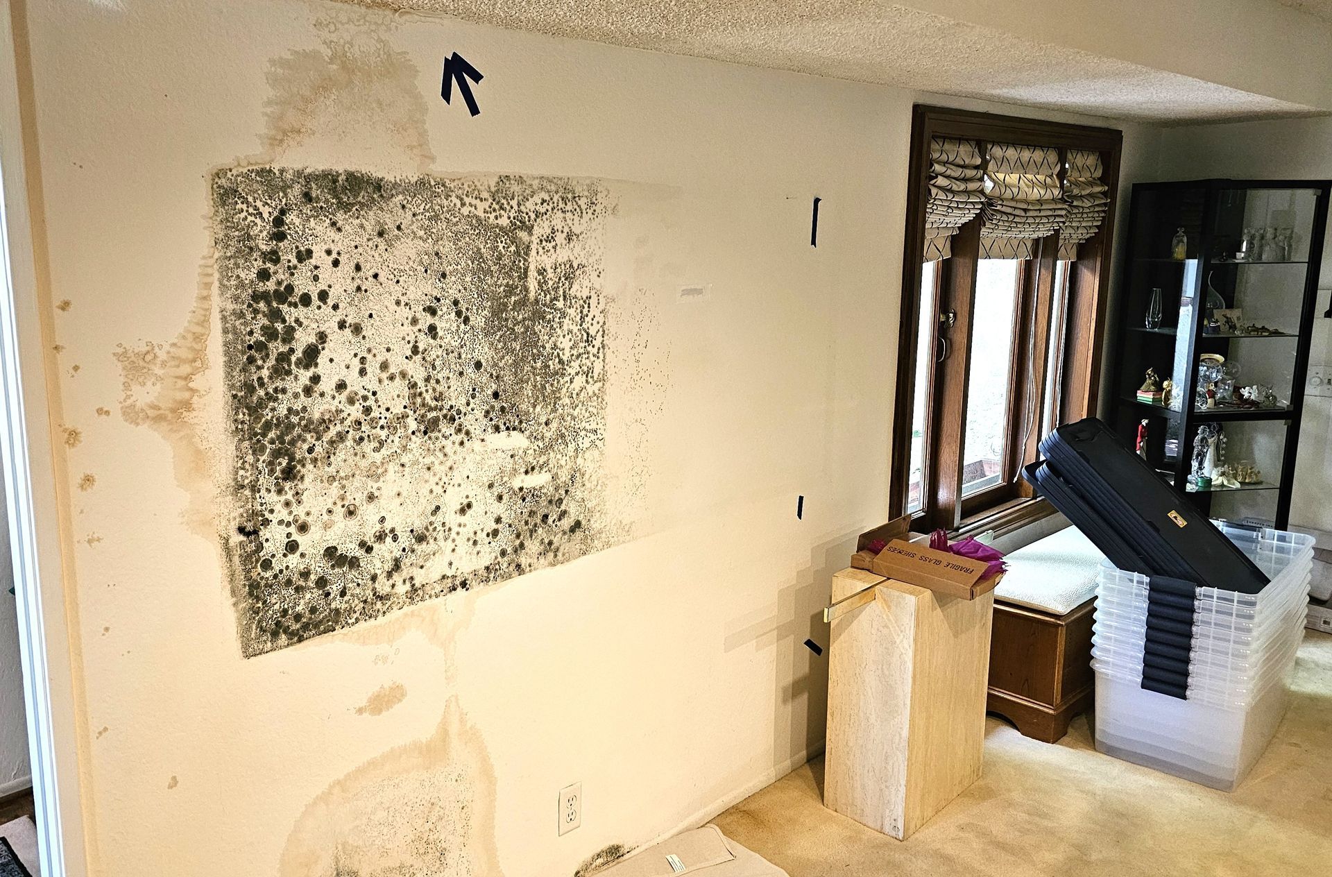Mold Test