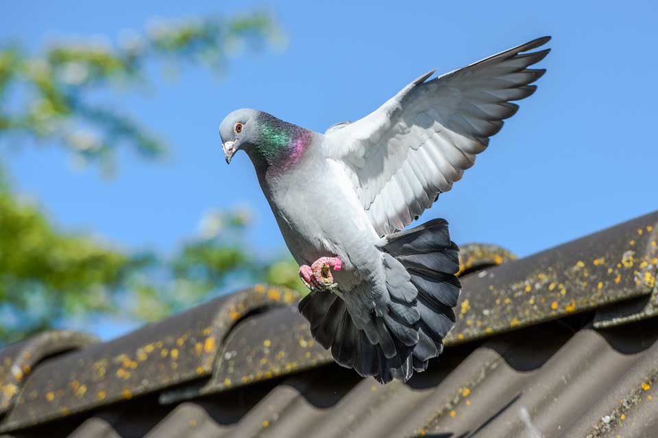 Pigeon On Roof – Fort Myers, FL – Wildlife Task Force
