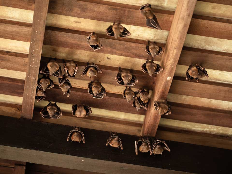 Bats On House Ceiling – Fort Myers, FL – Wildlife Task Force