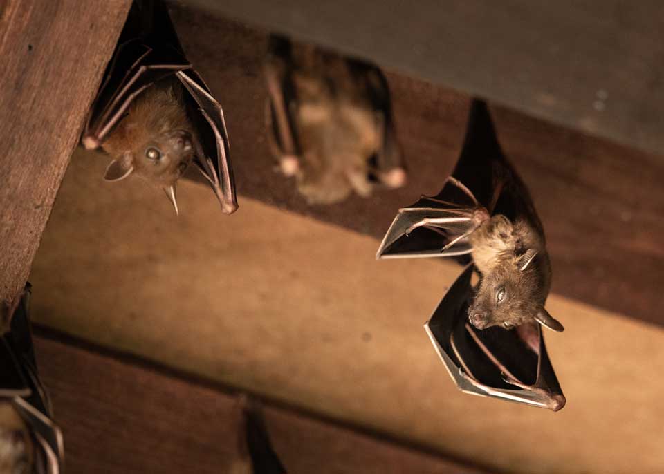 Bats On Ceiling – Fort Myers, FL – Wildlife Task Force