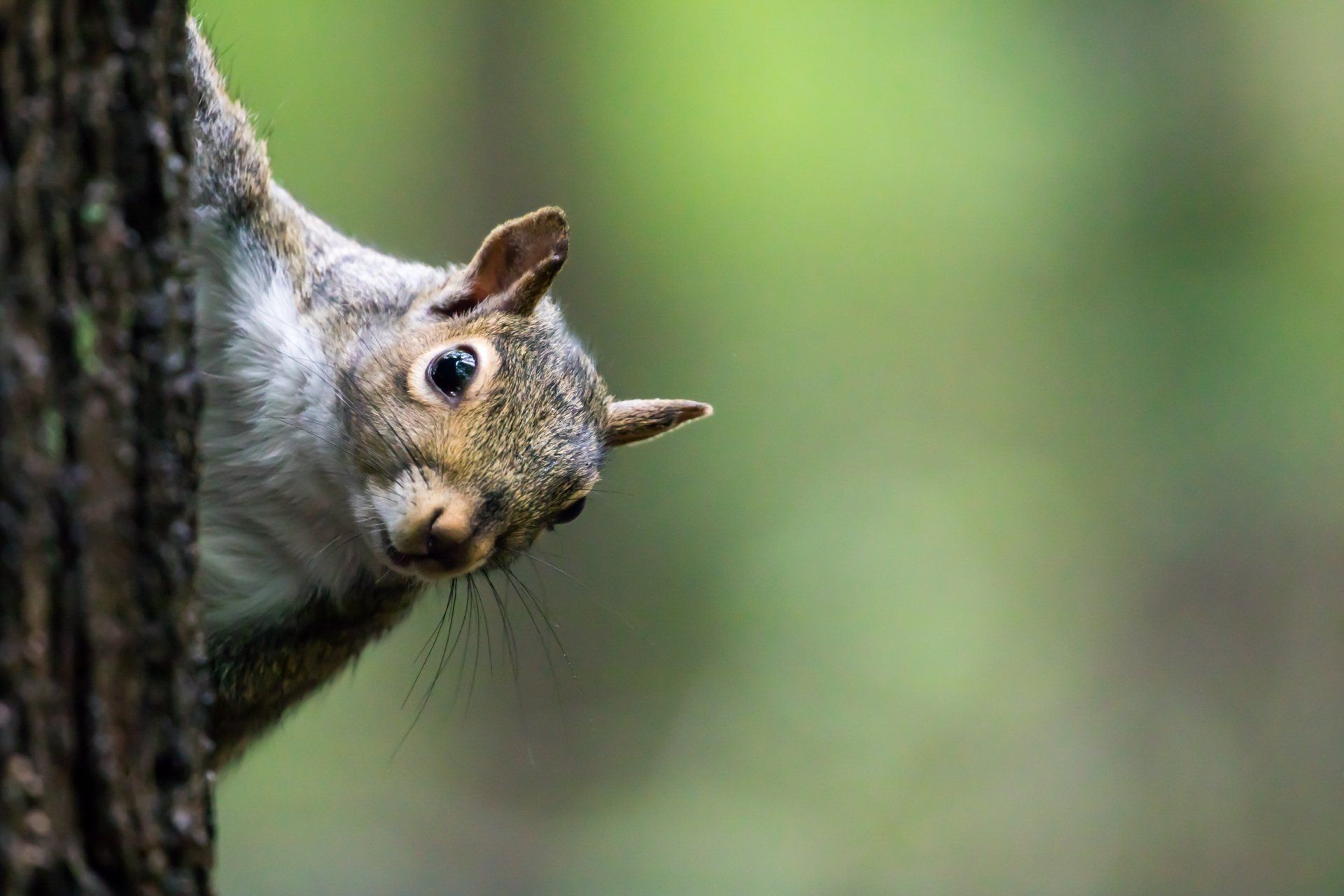 Squirrel On Lawn – Fort Myers, FL – Wildlife Task Force