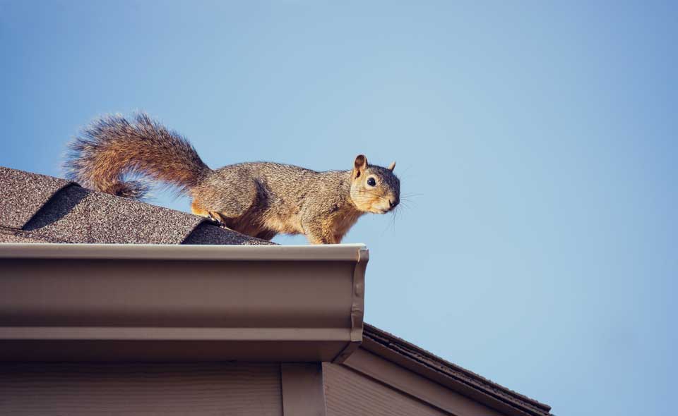 Squirrel On Roof – Fort Myers, FL – Wildlife Task Force