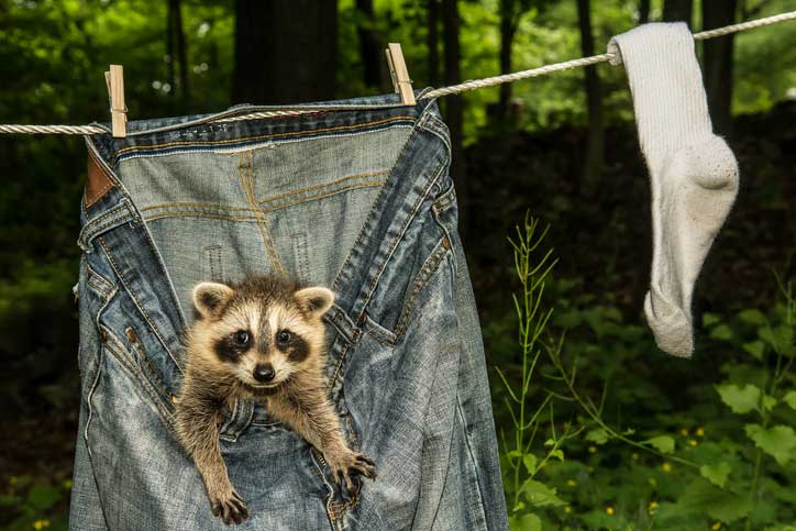 Raccoon Inside On Trousers – Fort Myers, FL – Wildlife Task Force