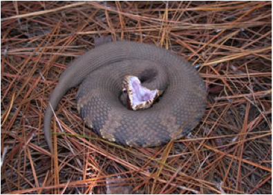 Cottonmouth Snake – Fort Myers, FL – Wildlife Task Force